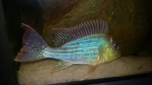 Nejkrásnější ryba