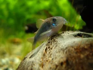 Nejkrásnější ryba