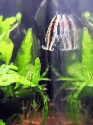 Nejkrásnější ryba