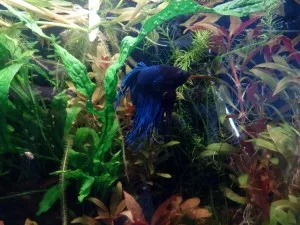 Nejkrásnější ryba