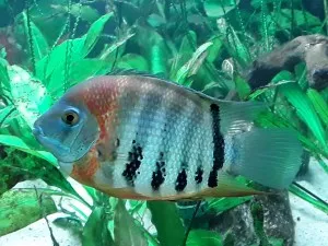 Nejkrásnější ryba