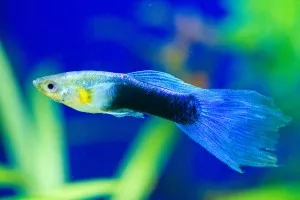 Nejkrásnější ryba