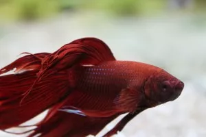 Nejkrásnější ryba