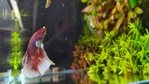 Nejkrásnější ryba