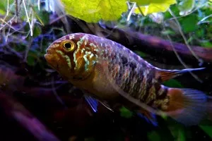 Nejkrásnější ryba