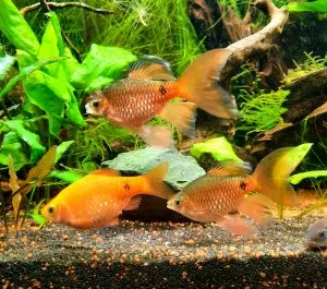 Nejkrásnější ryba