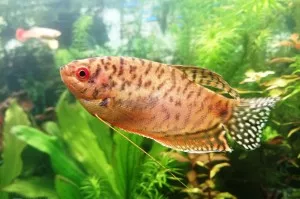 Nejkrásnější ryba