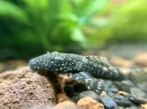 Nejkrásnější ryba