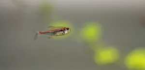 Nejkrásnější ryba