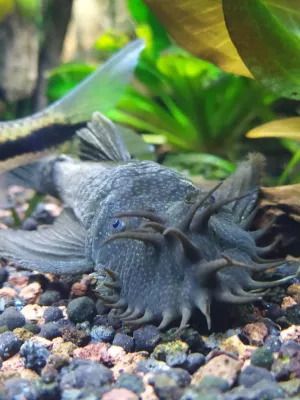 Nejkrásnější ryba