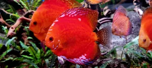 Nejkrásnější ryba