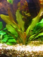 Nejkrásnější rostlina