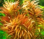 Nejkrásnější rostlina