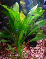 Nejkrásnější rostlina