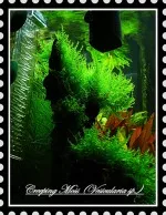 Nejkrásnější rostlina