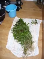 Nejkrásnější rostlina