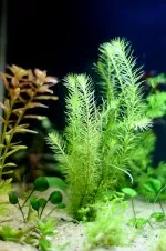 Nejkrásnější rostlina