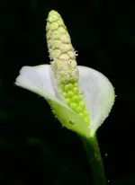 Nejkrásnější rostlina