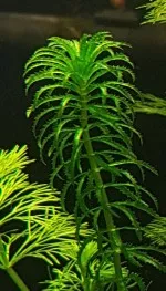 Nejkrásnější rostlina