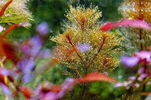 Nejkrásnější rostlina