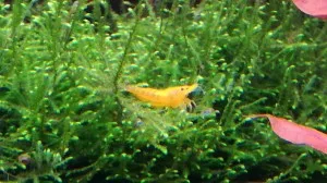 Nejkrásnější rostlina