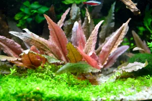 Nejkrásnější rostlina