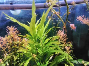 Nejkrásnější rostlina