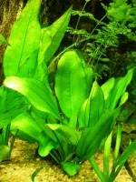 Nejkrásnější rostlina