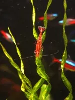 Nejkrásnější krevetka