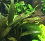 Nejkrásnější krevetka