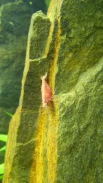 Nejkrásnější krevetka