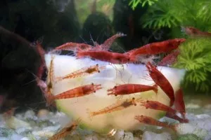 Nejkrásnější krevetka