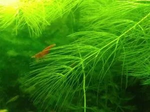 Nejkrásnější krevetka