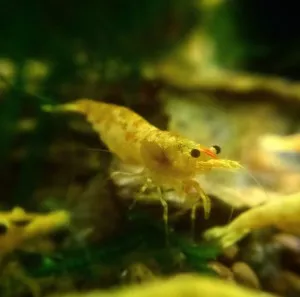 Nejkrásnější krevetka