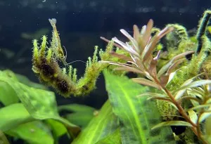 Nejkrásnější krevetka