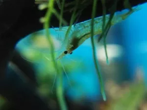 Nejkrásnější krevetka