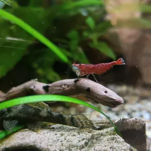 Nejkrásnější krevetka