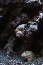 Nejkrásnější rak