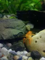 Nejkrásnější rak