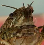 Nejkrásnější rak