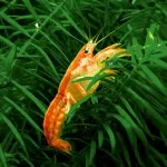 Nejkrásnější rak