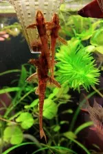 Nejhladovější ryba