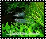 Nejhladovější ryba