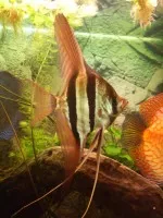 Nejhladovější ryba