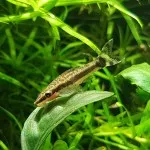 Nejhladovější ryba