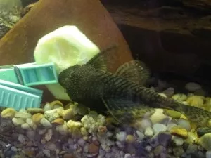 Nejhladovější ryba