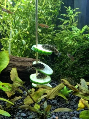 Nejhladovější ryba