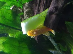 Nejhladovější ryba