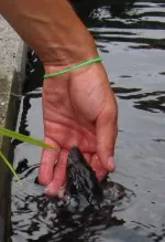 Nejhladovější ryba