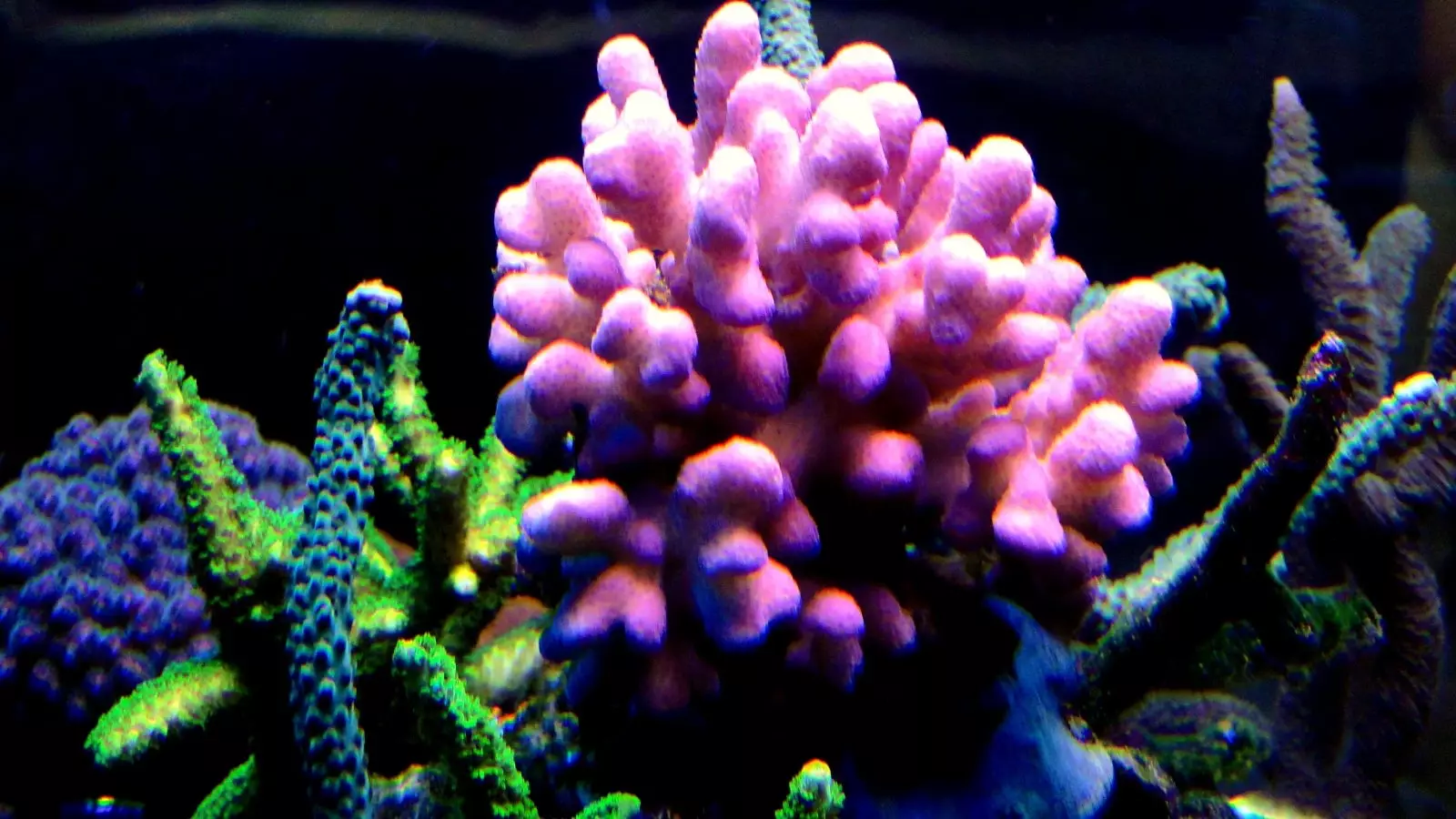 Nejkrásnější korál